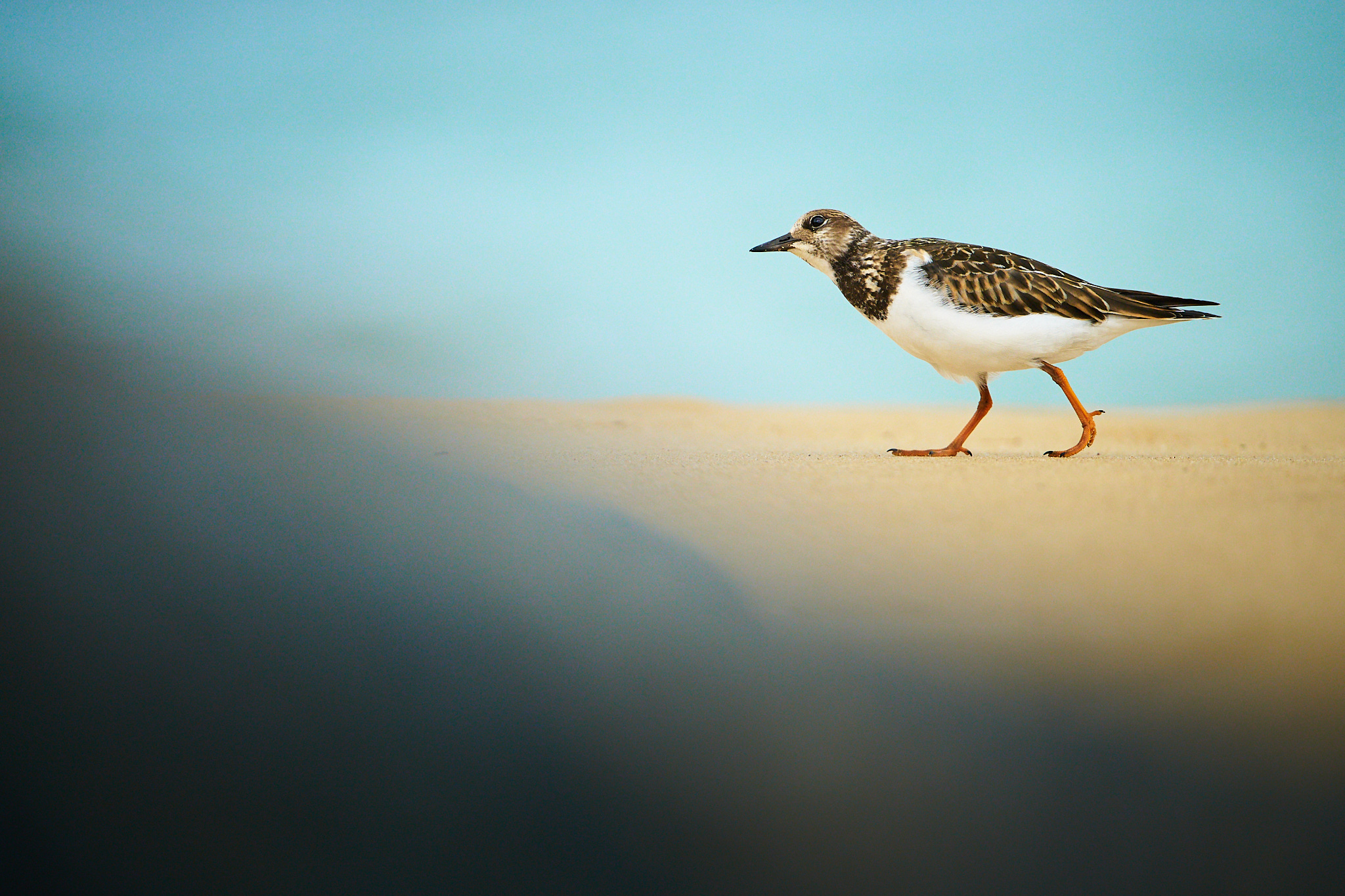 Ruddy turnstone beach